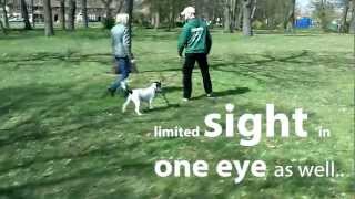 Cocker Spaniel Training  Barking and Pulling on the lead [upl. by Garda730]