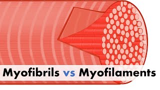 Myofibrils vs Myofilaments [upl. by Adnerak]