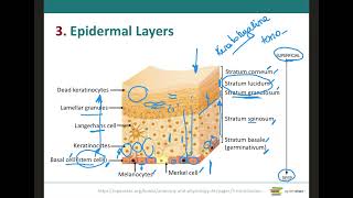 Epidermal Layers amp Keratinization [upl. by Notsle864]