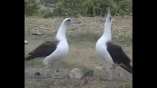 Laysan Albatrosss Wedding ritual Breeding Dance） [upl. by Yllrebmik]