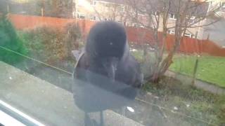 Tame Jackdaw pays a visit [upl. by Serena]