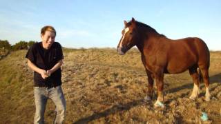 FROM BULLFIGHTING HORSE TO SHOW HORSE  GAIO [upl. by Setsero]