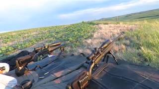 Awesome 846 yard long range shot on a coyote [upl. by Eam]