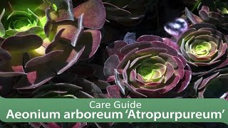 Aeonium arboreum ‘Atropurpureum’ Care Guide [upl. by Innavoij]