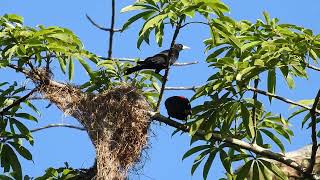 Red rumped cacique [upl. by Dorian]