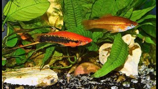 Breeding swordtails  5 amazing facts on swordtail fish breeding [upl. by Assiled]