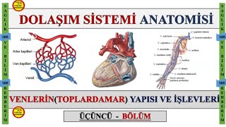 3 DOLAŞIM SİSTEMİ ANATOMİSİ  VENLERİNTOPLARDAMAR YAPISI VE İŞLEVLERİ ÜÇÜNCÜ BÖLÜM [upl. by Oinimreh]