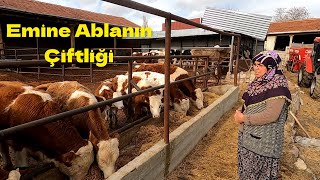 40 Adet Büyükbaş Açık Besi Sistemi  Bakım kolay hayvancılık çiftlik açıkbesi [upl. by Perrie220]