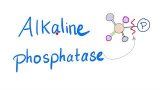 Alkaline Phosphatase ALP  Lab Test 🧪 [upl. by Atikir]