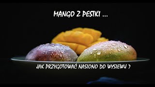 120 Mango z pestki Jak posadzić nasiono mango [upl. by Nylrem]