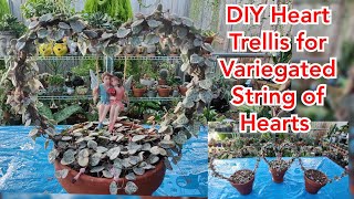 Variegated string of Hearts with DIY Heart Trellis and Leaves propagation Update  Bikolanahardinera [upl. by Zebedee]