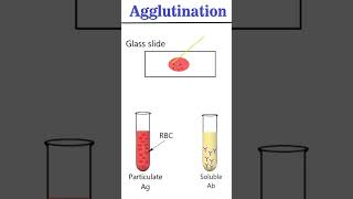 Antigen Antibody interaction Agglutination animation immunology [upl. by Dougherty]