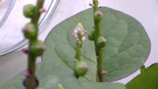 Malabar spinach purple and green from seedling to flowering to seeding [upl. by Leiso]