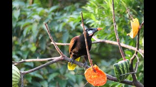 Montezuma Oropendola  Birds of Costa Rica  Rare Birds singing birds nature rainforest [upl. by Vokay]