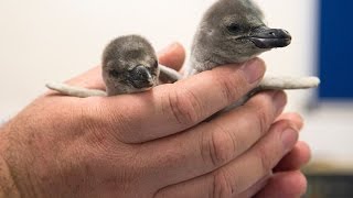 Penguin chicks born over Easter at ZSL London Zoo [upl. by Ardine]