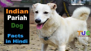 Best dog breed In the world INDIAN PARIAH [upl. by Aneez939]