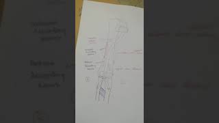 Anastomosis around elbow joint made easy [upl. by Willet201]