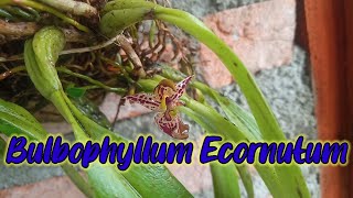 Anggrek Hutan Bulbophyllum Ecornutum [upl. by Nraa]