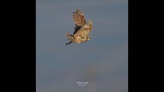 Burrowing owl’s dramatic hunt of a June green beetle burrowingowl birdsofprey [upl. by Eelaroc]