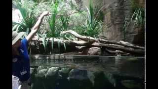 Archerfish shooting down insects for food [upl. by Neelhtakyram]