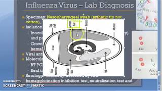 Microbiology 476 e Influenza virus H1N1 Lab Diagnosis RTPCR HAI FLU Heme Agglutination Inhibition [upl. by Leakim]