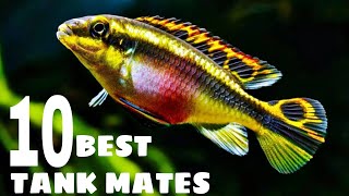 10 Most Suitable Tank Mates For Kribensis Cichlid [upl. by Aerb737]