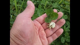 Trifolium repens  Trébol blanco  white clover [upl. by Missie]