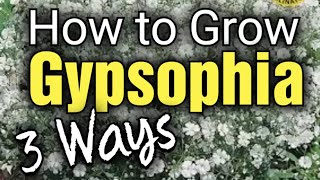 How to Grow Gypsophila from Seed  Babys Breath  3 Ways to Grow [upl. by Yor479]