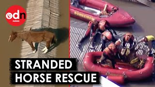 Brazil Floods Dramatic Rescue of Horse Stranded on Rooftop For Days [upl. by Manuela]