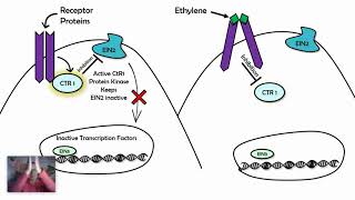 Signal Transduction Pathways Examples AP biology 43 [upl. by Arreic]