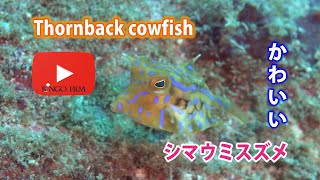 かわいいぞ シマウミスズメ Thornback cowfish [upl. by Cohdwell783]