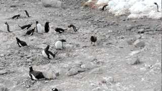 Skua attacks penguin steals chicks and eats them whole graphic [upl. by Zavala763]