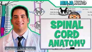 Neurology  Gross Anatomy of the Spinal Cord and Spinal Nerves [upl. by Yalonda]