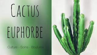 CROISSANCE DE FOLIE DE MON CACTUS EUPHORBE je vous explique tout [upl. by Chun]