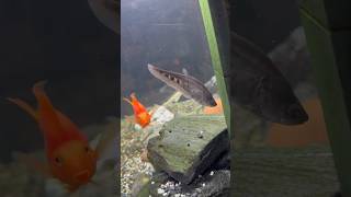 Clown knife fish and a blood parrot cichlid🤡🩸 aquarium clownfish shorts [upl. by Codding]