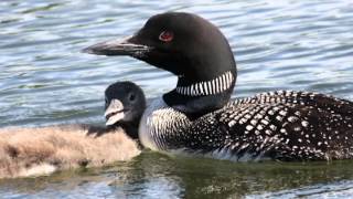 Unraveling Mysteries of the Common Loon [upl. by Ellenaj]