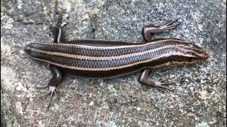 A fivelined skink who had lost its tail [upl. by Dnalor]