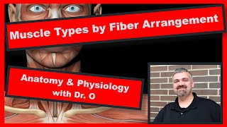 Muscle Types by Fiber Arrangement Anatomy and Physiology [upl. by Marika]