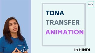 Agrobacterium Mediated Gene Transfer  Part 2  TDNA transfer Animation [upl. by Queri]