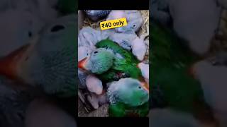 cheapest price parrots in India 2024 parrot parrotprice parrotmarket onlineparrot [upl. by Gaylord]