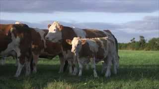 Irish Simmental The Complete Beef Breed [upl. by Salohci610]