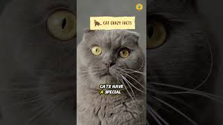 Cat Crazy Facts shorts facts crazyfacts cat [upl. by Ikcim193]