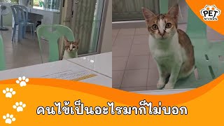 คนไข้หยิ่งมากถามอะไรก็ไม่ตอบ แล้วหมอจะรักษาถูกมั้ยเนี่ย PetSocial62AP [upl. by Akenat]