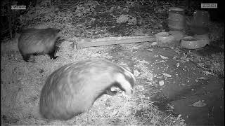 2 Badgers in my garden [upl. by Royall933]