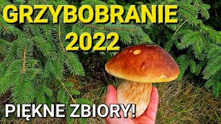 GRZYBOBRANIE 2022 Wysyp grzybów Kosimy PRAWDZIWKI borowiki [upl. by Leo]