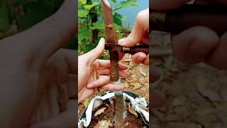 multi grafting in one tree satisfying gardening agriculture farming tree [upl. by Acired249]