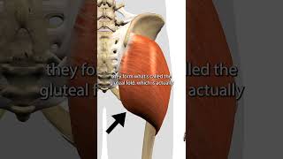 The Gluteus Maximus Muscle [upl. by Notyalk]