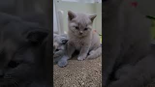 British Shorthair Kittens  40 days old [upl. by Yelsek250]