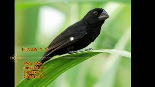 quot TWA TWA quot KIAUW 10 BEST TRAINING SONG PART ONE quotBICUDINHOquot TROPICAL SINGING BIRDS [upl. by Toomin]