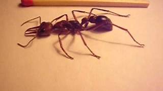 Australian Red Bull Ant  actually a Bulldog Ant [upl. by Karita518]